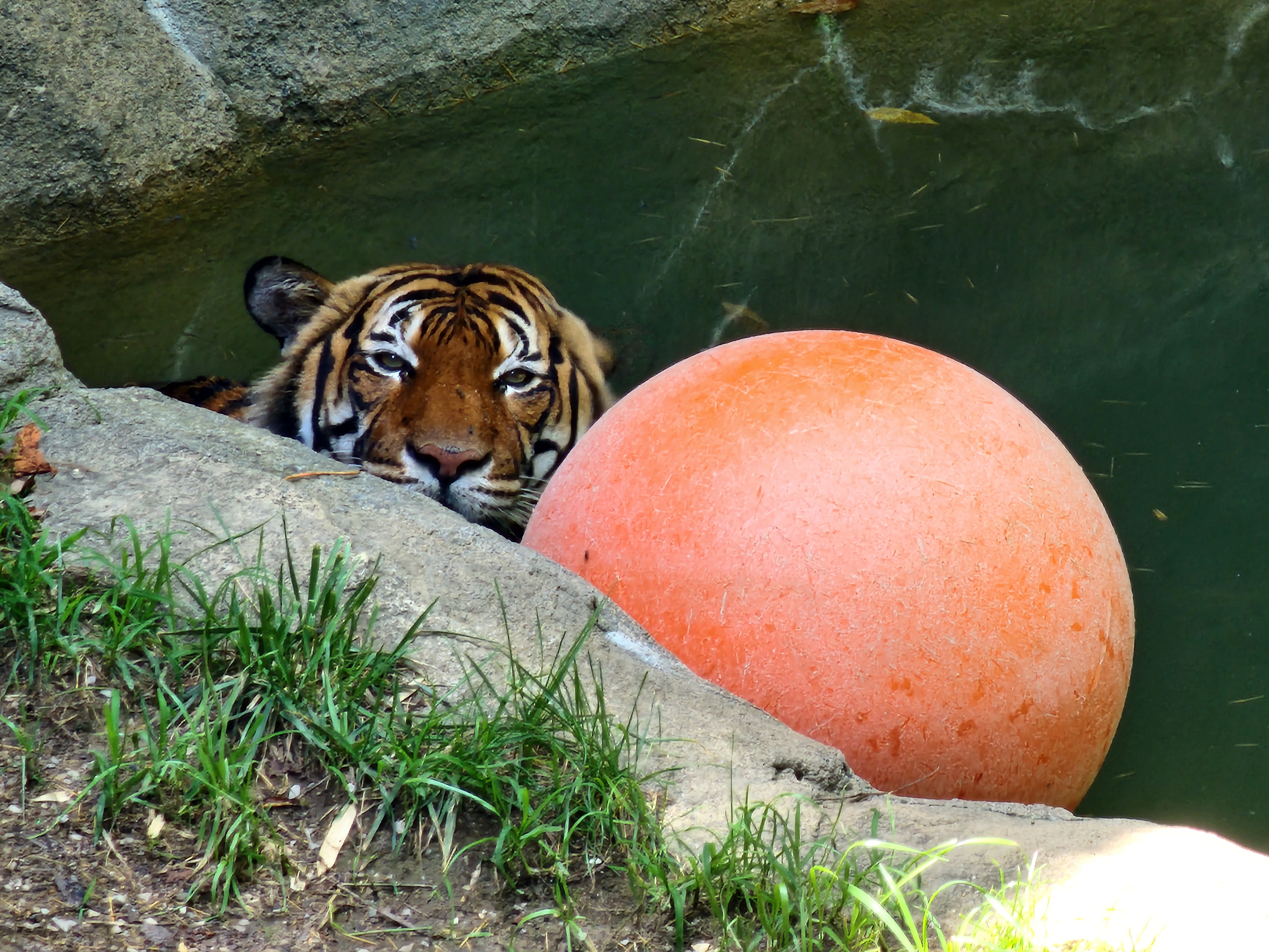 Tiger looking at me